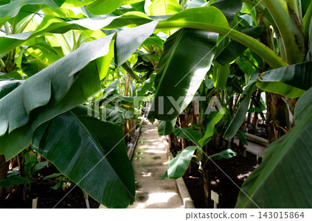 A pathway inside a banana plantation greenhouse A pathway inside a banana plantation greenhouse 143015864