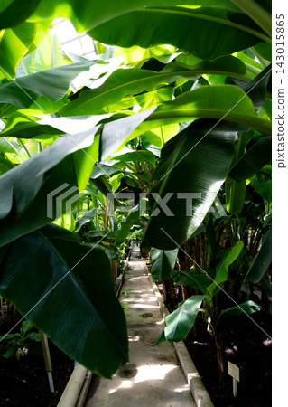 在俯瞰香蕉種植園的溫室裡 143015865
