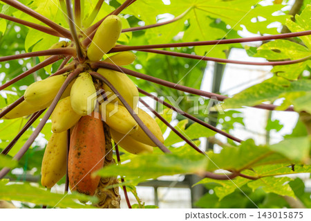 從香蕉種植園內部看到的廣闊景色 143015875