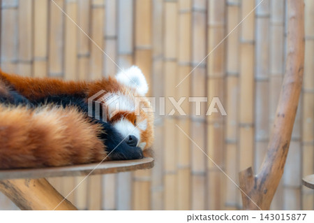The face of a sleeping red panda The face of a sleeping red panda 143015877
