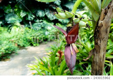 Purple bracts and banana flowers Purple bracts and banana flowers 143015902