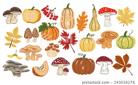 Hand drawn autumn collection with pumpkins, mushrooms, berries, colorful leaves and seasonal foliage. Cozy fall botanical illustrations for Thanksgiving, seasonal design, cards and decorations. Hand drawn autumn collection with pumpkins, mushrooms, berries, colorful leaves and seasonal foliage. Cozy fall botanical illustrations for Thanksgiving, seasonal design, cards and decorations. 143016278