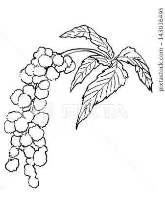 一幅手繪線條藝術插圖,描繪了盛開的莧菜花。 一幅手繪線條藝術插圖,描繪了盛開的莧菜花。 143016495