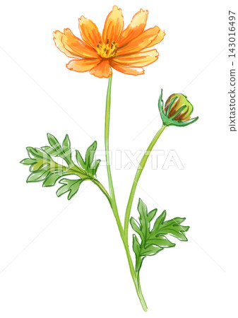 一幅手繪水彩插圖,描繪了盛開的橙色波斯菊。 一幅手繪水彩插圖,描繪了盛開的橙色波斯菊。 143016497