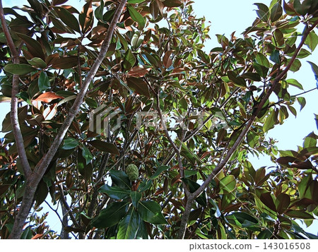 Southern Magnolia crown with green seed cone against pale sky. Southern Magnolia crown with green seed cone against pale sky. 143016508