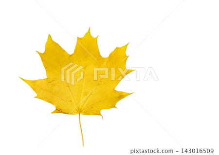 Isolated yellow autumn maple leaf on white for decoration Isolated yellow autumn maple leaf on white for decoration 143016509