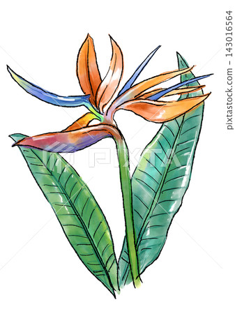 Hand-drawn line art and watercolor illustration of blooming strelitzia flowers Hand-drawn line art and watercolor illustration of blooming strelitzia flowers 143016564