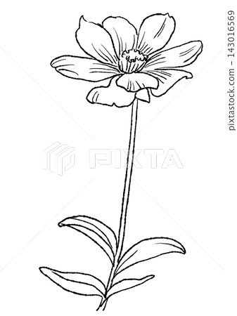 A hand-drawn line art illustration of blooming chocolate cosmos flowers. A hand-drawn line art illustration of blooming chocolate cosmos flowers. 143016569