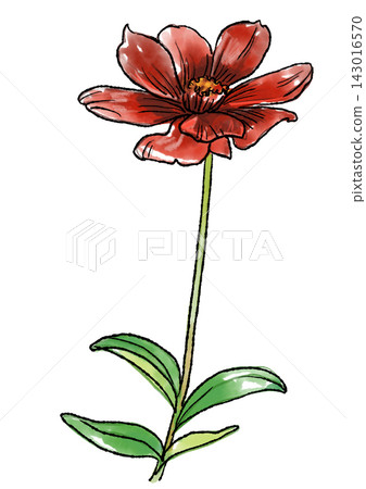 Hand-drawn line art and watercolor illustration of blooming chocolate cosmos flowers 143016570