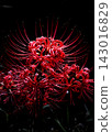 Cluster amaryllis shining in the dark 143016829