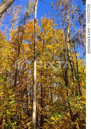A scenic hiking trail winds through an autumn forest toward a viewpoint overlooking Sierra Blanca mountains near Ojen in Spain A scenic hiking trail winds through an autumn forest toward a viewpoint overlooking Sierra Blanca mountains near Ojen in Spain 143017226