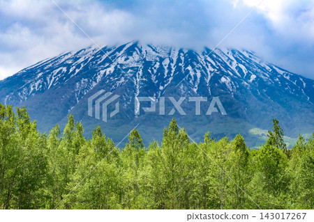五月的羊蹄山，山頂雲霧繚繞。 143017267