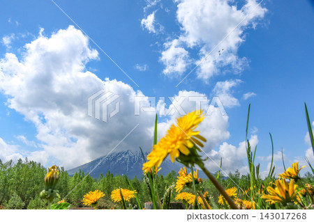 五月的羊蹄山和蒲公英,山頂雲霧繚繞。 五月的羊蹄山和蒲公英,山頂雲霧繚繞。 143017268
