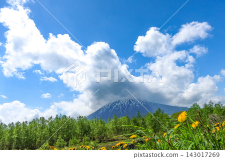 五月的羊蹄山和蒲公英,山頂雲霧繚繞。 五月的羊蹄山和蒲公英,山頂雲霧繚繞。 143017269