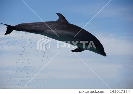 海豚躍出海面,濺起巨大的水花。 海豚躍出海面,濺起巨大的水花。 143017324