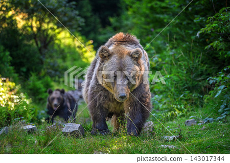 Brown bear walking through green forest with another bear in the background, surrounded by lush vegetation and rocky terrain under natural sunlight Brown bear walking through green forest with another bear in the background, surrounded by lush vegetation and rocky terrain under natural sunlight 143017344