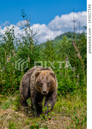Grizzly bear walking through a lush green forest with tall trees and blue sky in the background, showcasing its powerful physique and natural habitat Grizzly bear walking through a lush green forest with tall trees and blue sky in the background, showcasing its powerful physique and natural habitat 143017346