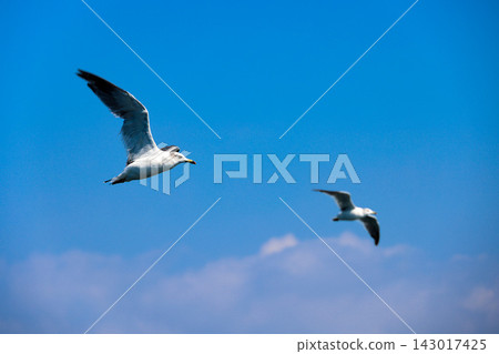 Two seagulls glide across the blue sky with their large wings spread. Two seagulls glide across the blue sky with their large wings spread. 143017425