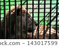 Lion 143017599