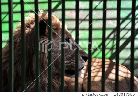 Lion Lion 143017599
