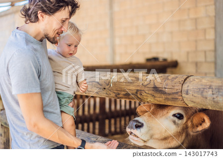 Father and toddler feed a cow during a petting farm visit. Hands on learning and animal education. 143017743