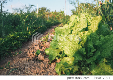 Fresh Green Lettuce Growing in Garden 143017927