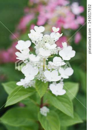 Hydrangea Paniculata Wim Red Starting to Color Hydrangea Paniculata Wim Red Starting to Color 143017932