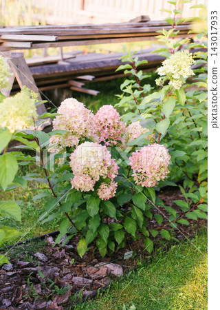 Graffiti Panicle Hydrangea Bush Growing Garden Graffiti Panicle Hydrangea Bush Growing Garden 143017933