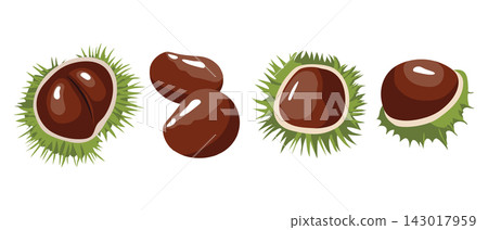 Set of green spiky chestnuts. Illustration for fall nature themes, autumn foliage, and harvest. 143017959