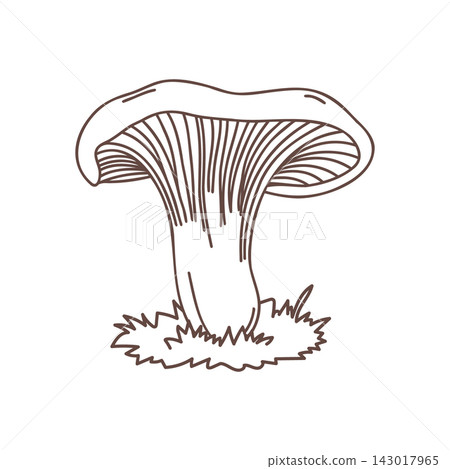 Milk cap Mushroom with Grass. Hand Drawn Sketch Illustration. Milk cap Mushroom with Grass. Hand Drawn Sketch Illustration. 143017965