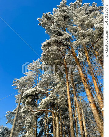 A large snow-covered tree with intricate bare branches against a clear blue sky, a snow-covered pine tree on a bright winter day. A large snow-covered tree with intricate bare branches against a clear blue sky, a snow-covered pine tree on a bright winter day. 143018578