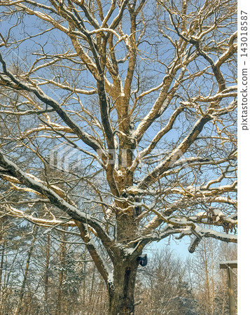 A large snow-covered tree with intricate bare branches against a clear blue sky, a snow-covered pine tree on a bright winter day. A large snow-covered tree with intricate bare branches against a clear blue sky, a snow-covered pine tree on a bright winter day. 143018587