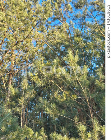 A large snow-covered tree with intricate bare branches against a clear blue sky, a snow-covered pine tree on a bright winter day. A large snow-covered tree with intricate bare branches against a clear blue sky, a snow-covered pine tree on a bright winter day. 143018615