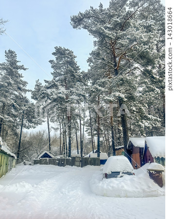 A beautiful snow-covered rural landscape. A sun-drenched, snow-covered trail with frost-covered pine trees and snowdrifts in the countryside. 143018664