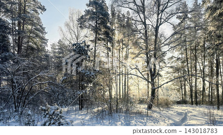A beautiful snow-covered landscape. A sunlit, snow-covered forest path with frost-covered pine trees and snowdrifts. A beautiful snow-covered landscape. A sunlit, snow-covered forest path with frost-covered pine trees and snowdrifts. 143018783