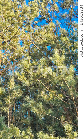 A large snow-covered tree with intricate bare branches against a clear blue sky, a snow-covered pine tree on a bright winter day. A large snow-covered tree with intricate bare branches against a clear blue sky, a snow-covered pine tree on a bright winter day. 143018834