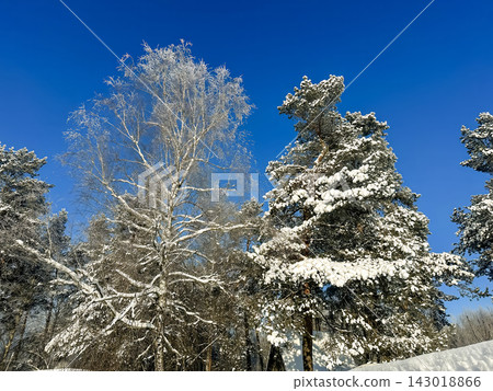 A large snow-covered tree with intricate bare branches against a clear blue sky, a snow-covered pine tree on a bright winter day. A large snow-covered tree with intricate bare branches against a clear blue sky, a snow-covered pine tree on a bright winter day. 143018866