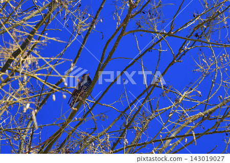 A European starling perched on a tree in Paris (March 6, 2021) A European starling perched on a tree in Paris (March 6, 2021) 143019027