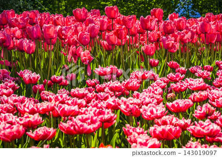 Beautiful red tulips growing in the flowerbed Beautiful red tulips growing in the flowerbed 143019097