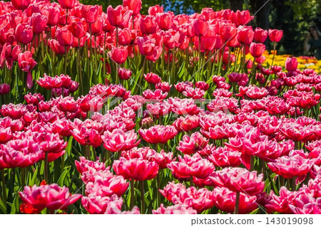 Dense field of pink tulips in full bloom under bright daylight 143019098