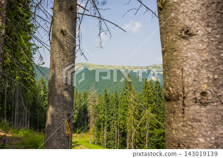 Forest landscape with evergreen trees and mountain under blue sky Forest landscape with evergreen trees and mountain under blue sky 143019139