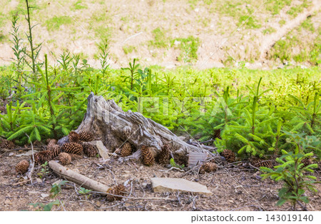 Weathered tree stump with pine cones among green spruce saplings Weathered tree stump with pine cones among green spruce saplings 143019140