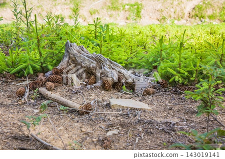 Planted young small Christmas trees in the mountains. Plantation of young Christmas trees. Stump and cones in the mountains. Planted young small Christmas trees in the mountains. Plantation of young Christmas trees. Stump and cones in the mountains. 143019141