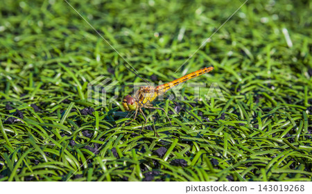 Orange dragonfly perched on green grass blades in sunlight 143019268