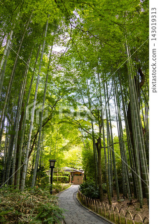 修善寺溫泉的竹林小徑是一個令人愉悅的地方,綠竹蔥蘢,陽光透過樹葉灑下斑駁的光影。 修善寺溫泉的竹林小徑是一個令人愉悅的地方,綠竹蔥蘢,陽光透過樹葉灑下斑駁的光影。 143019313