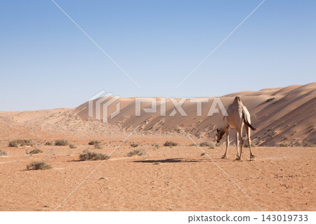 Dromedary camel in Wahiba Sands desert, Oman Dromedary camel in Wahiba Sands desert, Oman 143019733