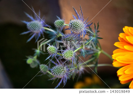 Blue thistle blooms with spiky petals in soft focus beside bright orange flower petals, creating colorful garden contrast, delicate botanical texture, natural light, close up composition Blue thistle blooms with spiky petals in soft focus beside bright orange flower petals, creating colorful garden contrast, delicate botanical texture, natural light, close up composition 143019849