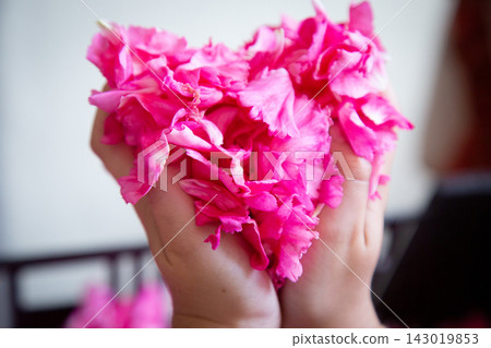 Hands cupping vivid pink flower petals in soft natural light with shallow focus, creating delicate texture, bright color contrast, and gentle decorative floral mood for beauty, wellness, celebration Hands cupping vivid pink flower petals in soft natural light with shallow focus, creating delicate texture, bright color contrast, and gentle decorative floral mood for beauty, wellness, celebration 143019853