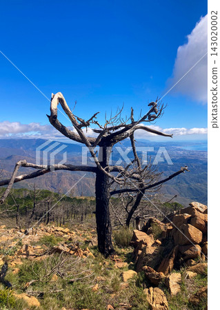 Burnt forest landscape across Sierra Bermeja and the Reales peaks showing wildfire aftermath and stark natural resilience in southern Spain. Burnt forest landscape across Sierra Bermeja and the Reales peaks showing wildfire aftermath and stark natural resilience in southern Spain. 143020002