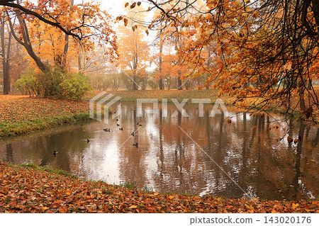 Autumn park in Russia in October, Lake surrounded by red and yellow foliage, with ducks and their reflections visible in the water misty day. A picturesque autumn park landscape vibrant autumn banner Autumn park in Russia in October, Lake surrounded by red and yellow foliage, with ducks and their reflections visible in the water misty day. A picturesque autumn park landscape vibrant autumn banner 143020176